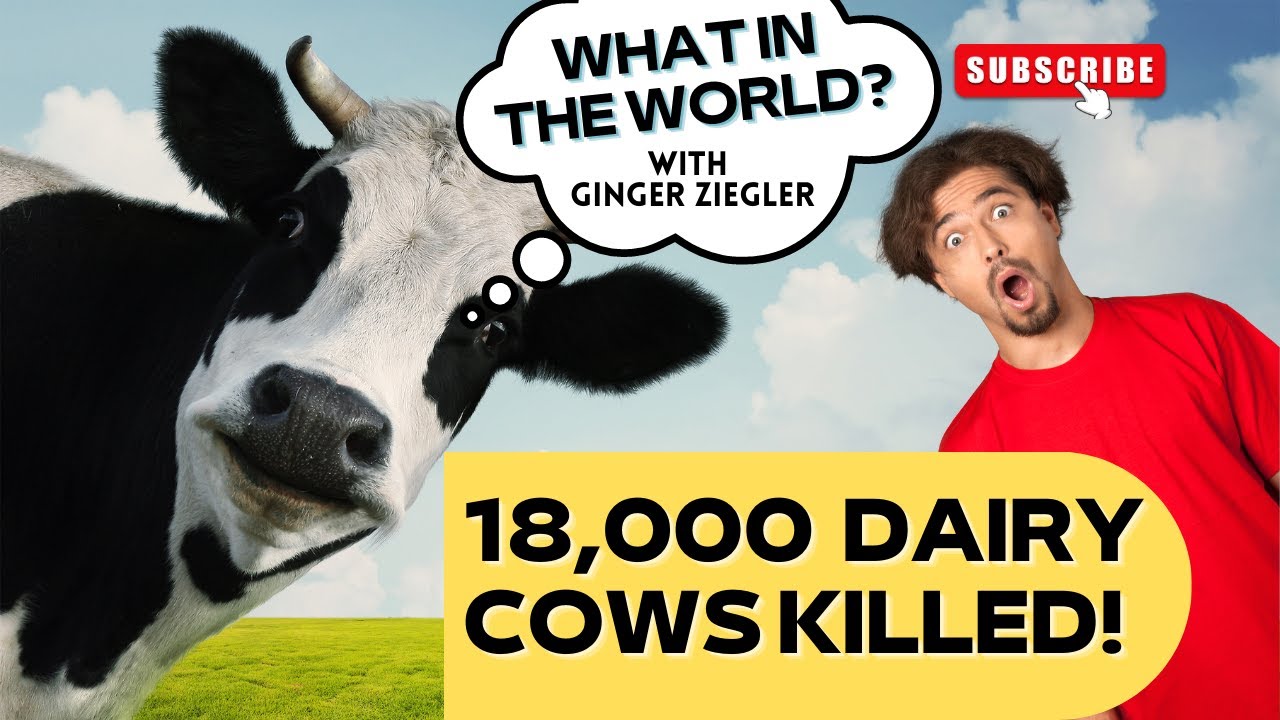 What in The World? 18,000 Dairy Cows Killed! YouTube