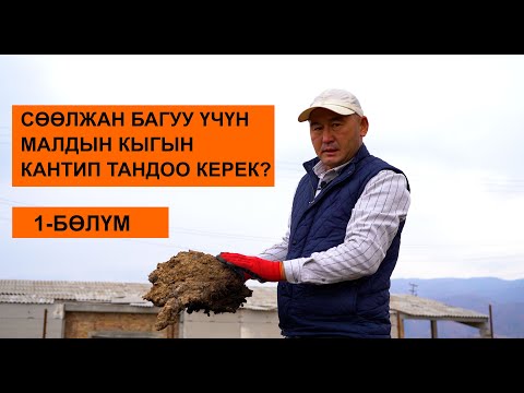 Video: Фермаларда малдын кыгын пайдалануу