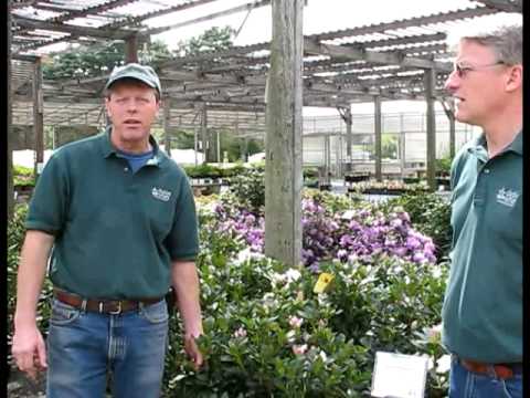 Cheshire Nursery for 150 years and still growing.mov