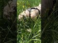 Джани мопс  в лесу