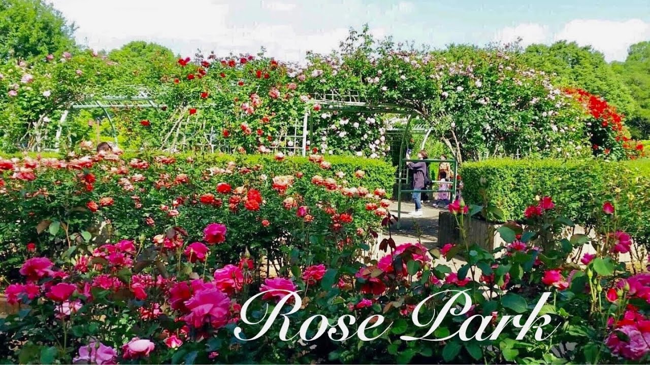 日本玫瑰園》Rose Tour 2021.Japan|バラ園に訪れる🌹#玫瑰園#RosePark