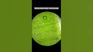 Any thought, how does spring onion look under a microscope?