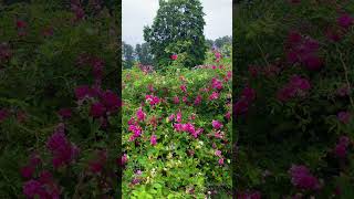 Discover the Majestic Beauty of Rose Bushes in the Heart of Nature
