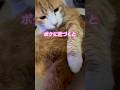 【CAT】お尻に近づくとくさ〜い #shorts #cat #cats #ねこ #猫 #かわいい