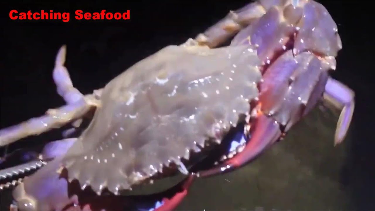 Catching Seafood Go catch fresh seafood, shrimp, crab, fish, squid