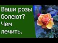 Ваши Розы болеют ? Чем лечить.