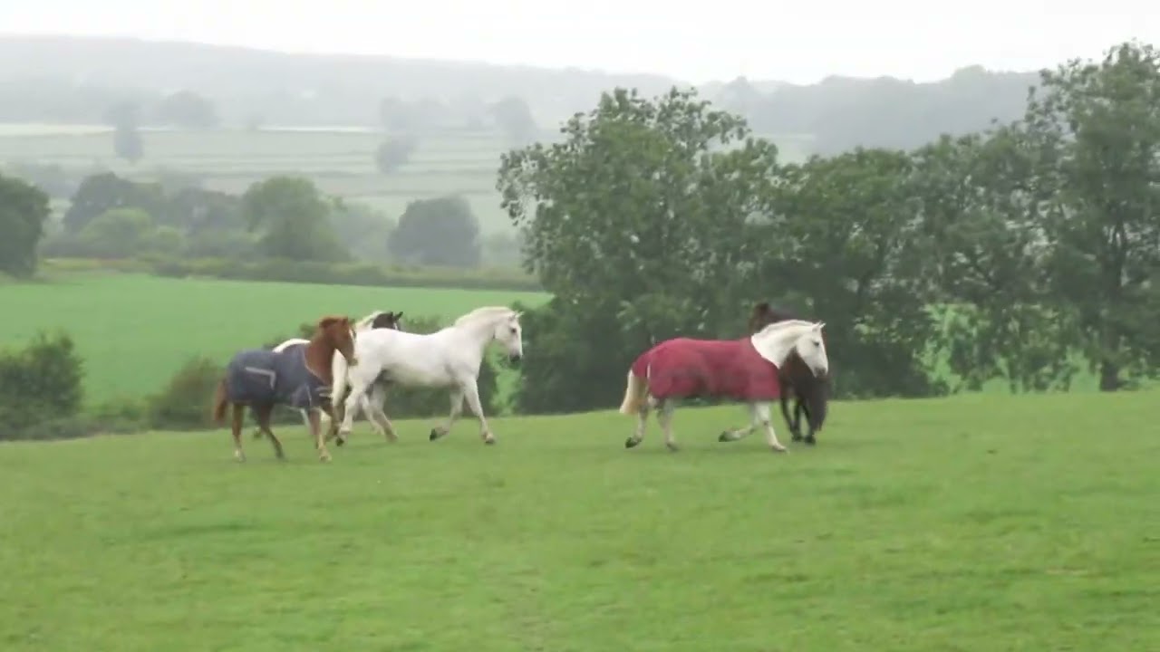 Chester Wright - 2015 Homecoming 1/2