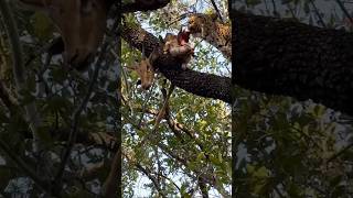 Leopard 🐆enjoying his meal in tree #shorts#food#nature#leopard#cat#wildlife#video#edit#animals#love