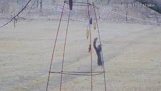 2018-03-26 - Squirrel Obstacle Course