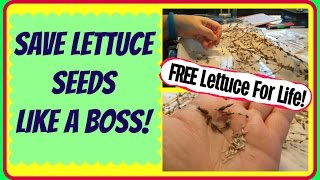 Saving Lettuce Seeds - Harvesting Romaine Lettuce Seeds is SO Gratifying!