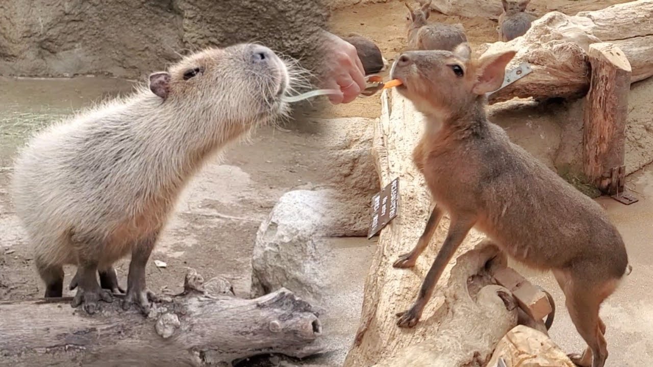 カピバラさんとマーラが激似 どちらもげっ歯類ネズミの仲間です