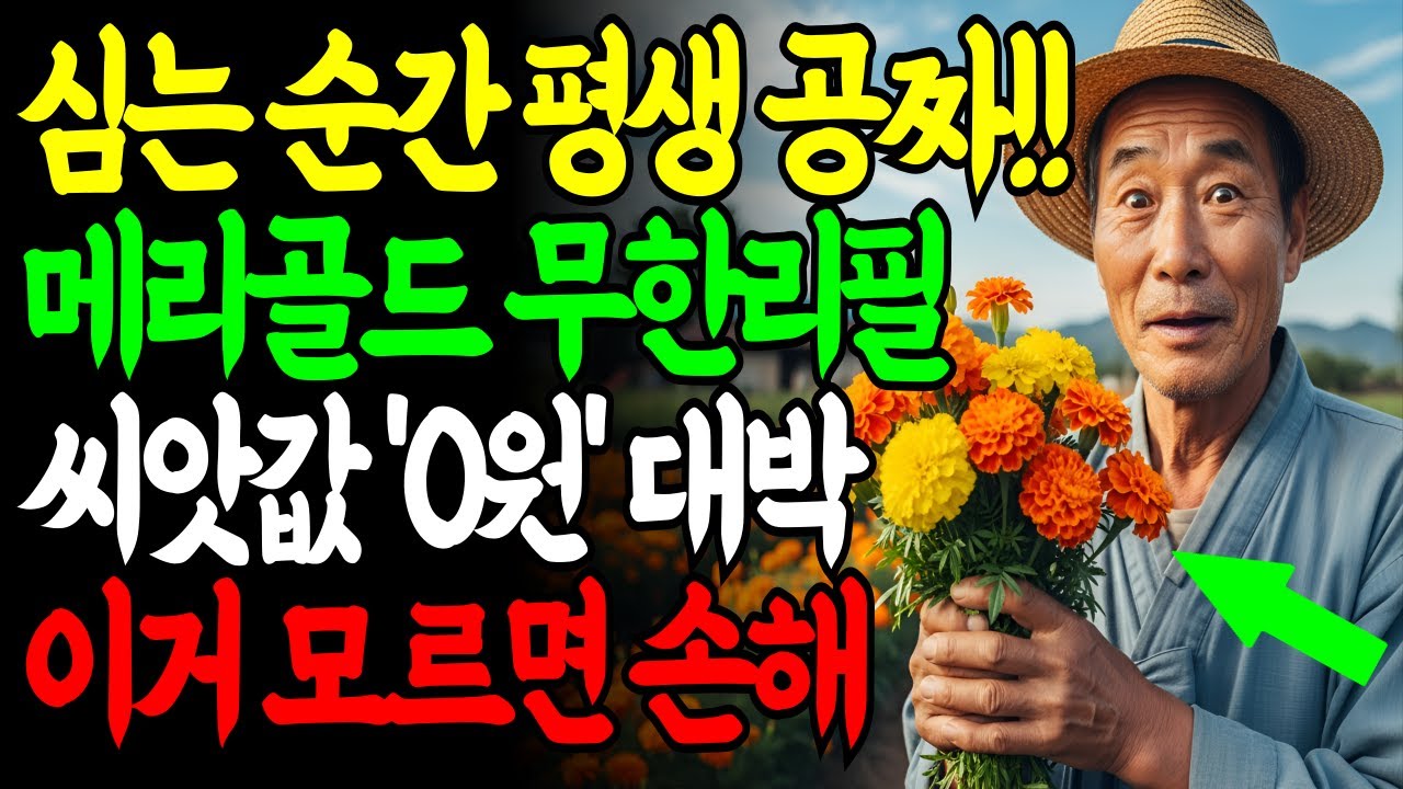 절대 그냥 키우지 마세요!! 99%가 실수하는 메리골드 재배법