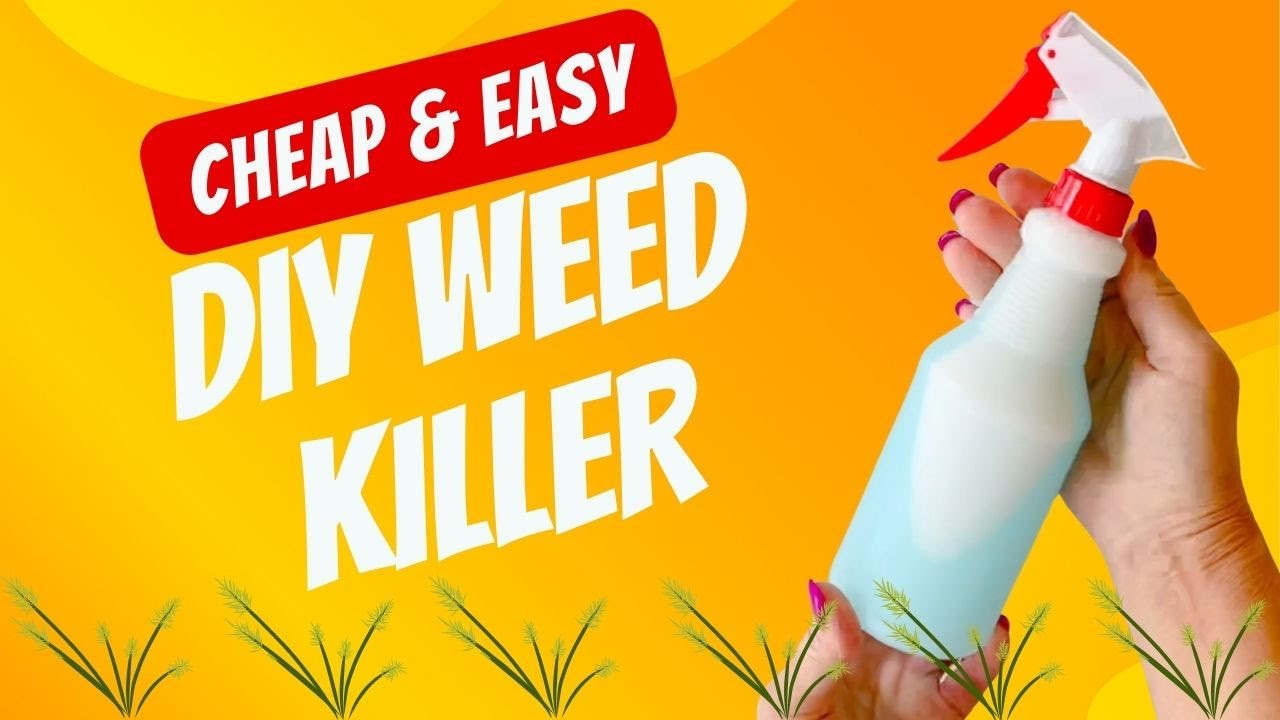 where can i buy the aloe vera plant Aloe Vera  Vandermeer Nursery Ltd