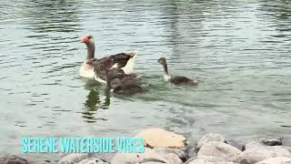 N1 - Calm Lake Ambience |Nature’s Rhythms: Birds Chirping and Ducks by the Water | Relaxing ASMR 🌿