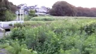 Sound of Higurashi (evening cicada) in Japan ひぐらし
