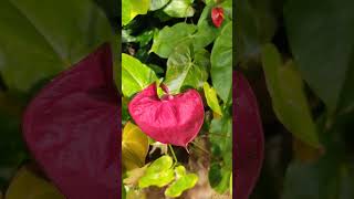 My Anthurium plants collection #shorts #garden #youtube #anthurium #viral #trending