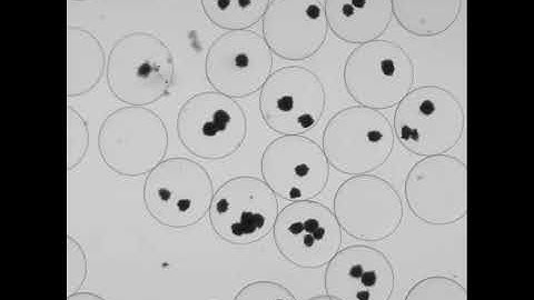 Cultivation of S  cerevisiae in Core Shell Microcapsules