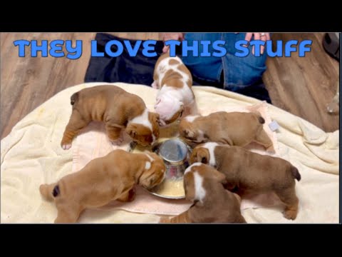 How To Make Puppy Gruel And When We Start It