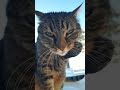 Morning gaes #shortkucing #cat #imut #catvidio #cute #kitten #funnycats #fypcats #shorts #fypシ