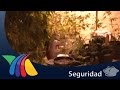Denuncian invernadero de marihuana en Zapopan | Noticias de Jalisco