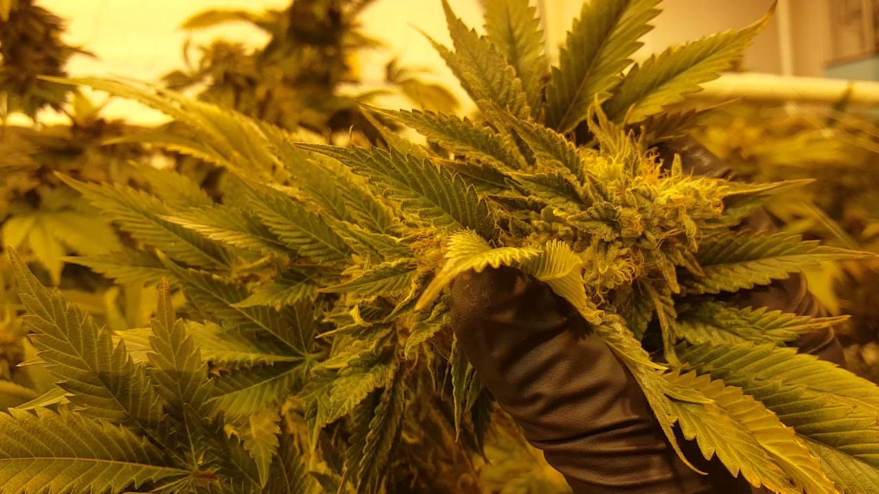 How to properly squeeze a bud of medical marijuana