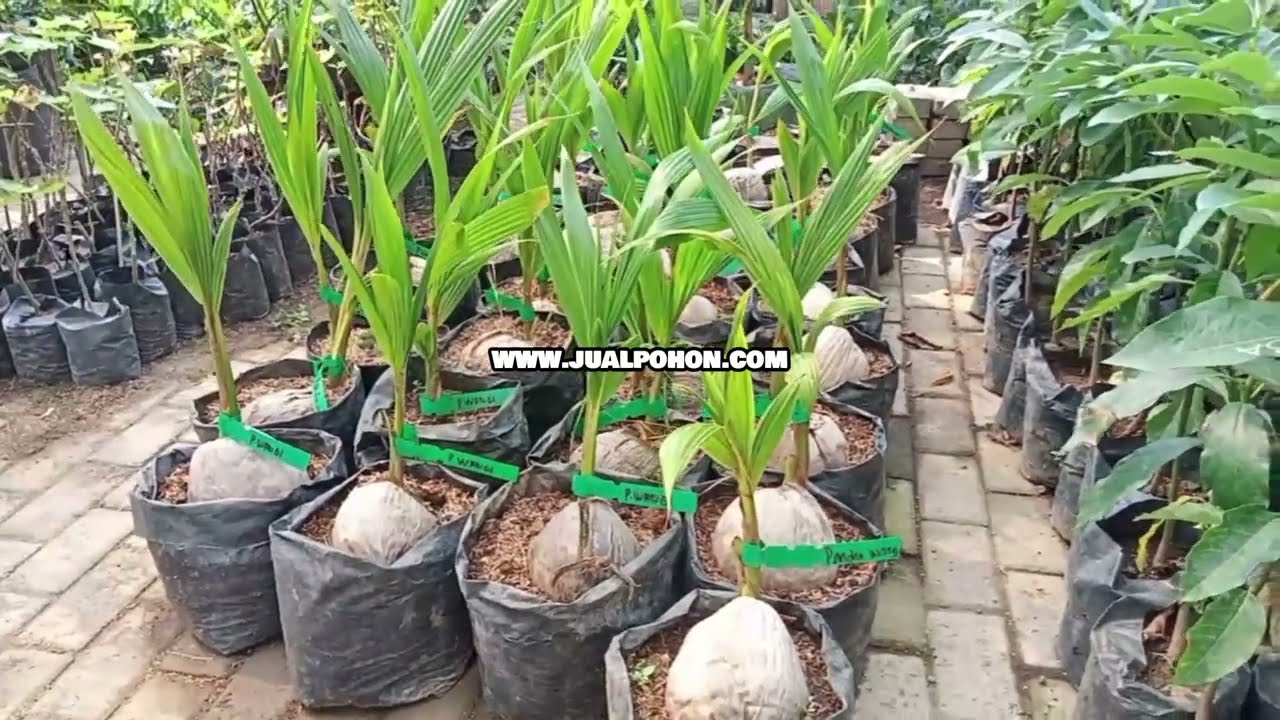 Investasi Menguntungkan: Bibit Kelapa Pandan Wangi Siap Tanam!