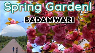 Badamwari Garden - Ready to attract tourist. - Only Almond garden of India #badamwari