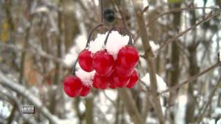 Winter Dreams - Robert Haig Coxon