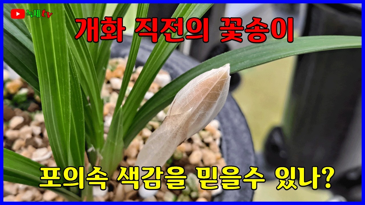 난실에서 포의속에 숨어있는 꽃의 색감을 해석하여 봅니다.