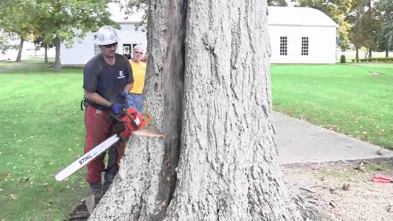 Dropping a 45 Inch Oak Tree YouTube