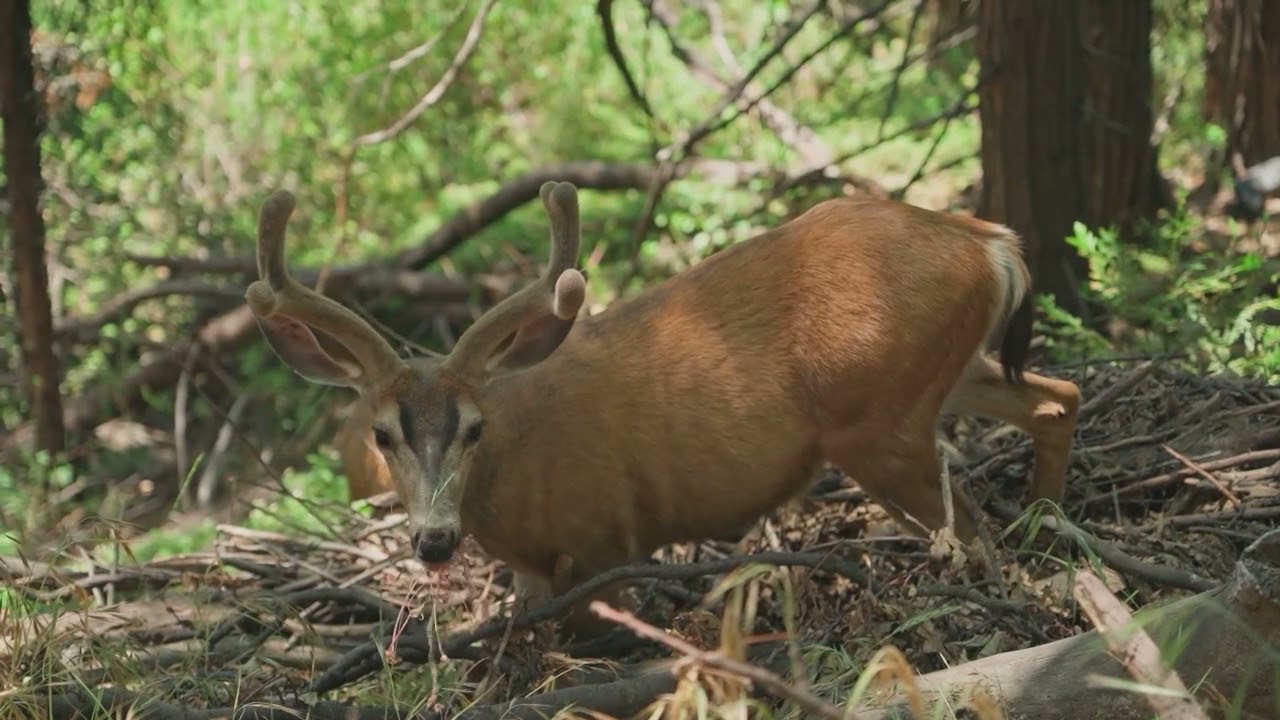 Meditation Music , Nature Soundsrelaxing. Спокойная Музыка для Медитации и снятия Стресса.