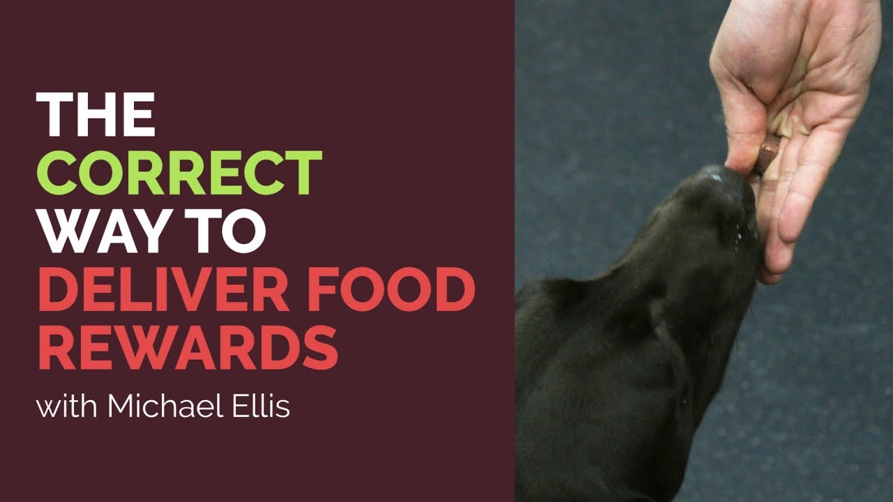 The Correct Way to Deliver Food Rewards - Michael Ellis