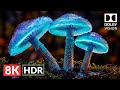 The Living Planet in 8K HDR Dolby Vision (8K 60fps Video)