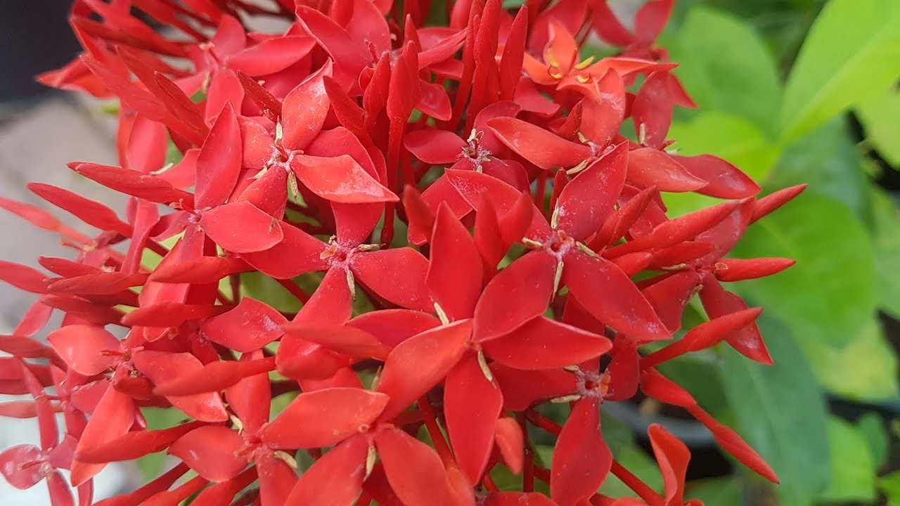 Visit to a Plant Nursery in Sharjah by Eshab's World. YouTube