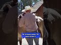 Discover Yosemite's less crowded next-door neighbor on horseback | Bartell's Backroads