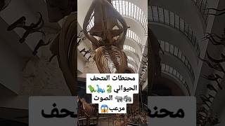 محنطات المتحف الحيواني بحديقة الحيوان بالجيزة #shortvideo
