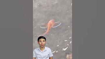 Độc lạ bình dương con cá có cánh #cacconvat #tintuc #fishing