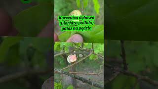 Co na dębie? #owady #oak #przyroda #nature #insects #trees #tree #las #forest #garden #plants #bio