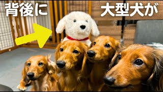 【笑える】子犬にいるはずのない大型犬を見せたら反応が面白すぎたw愛犬ドッキリplay a trick or practical joke on dog