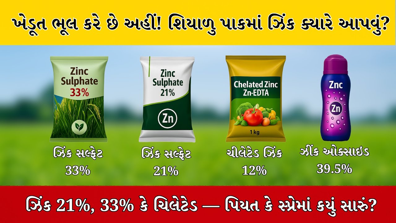 ખેડૂત ભૂલ કરે છે અહીં! શિયાળુ પાકોમાં ઝિંક સલ્ફેટ ક્યારે અને કેવી રીતે આપવું? | પિયત કે સ્પ્રેમાં ?