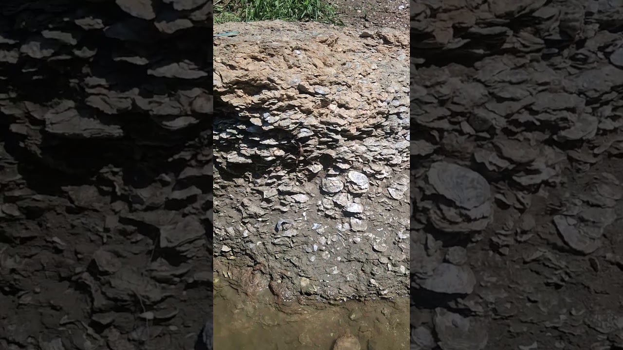 Digging for shark teeth in Tx.
