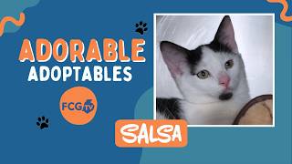 Adorable Adoptables: Salsa