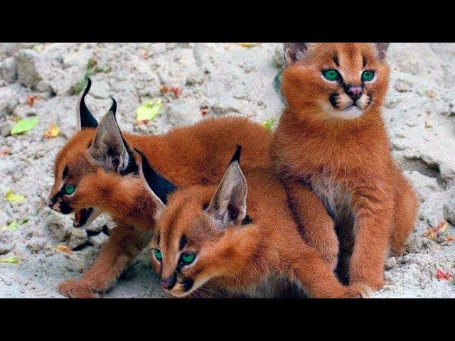 15 Weirdest Cat Breeds In The World!