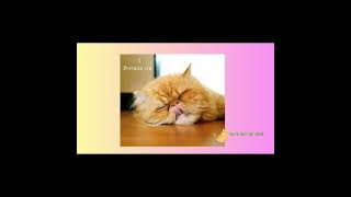 Top 20 Most Beautiful Cat Breeds in the World || Stunning Feline Beauties