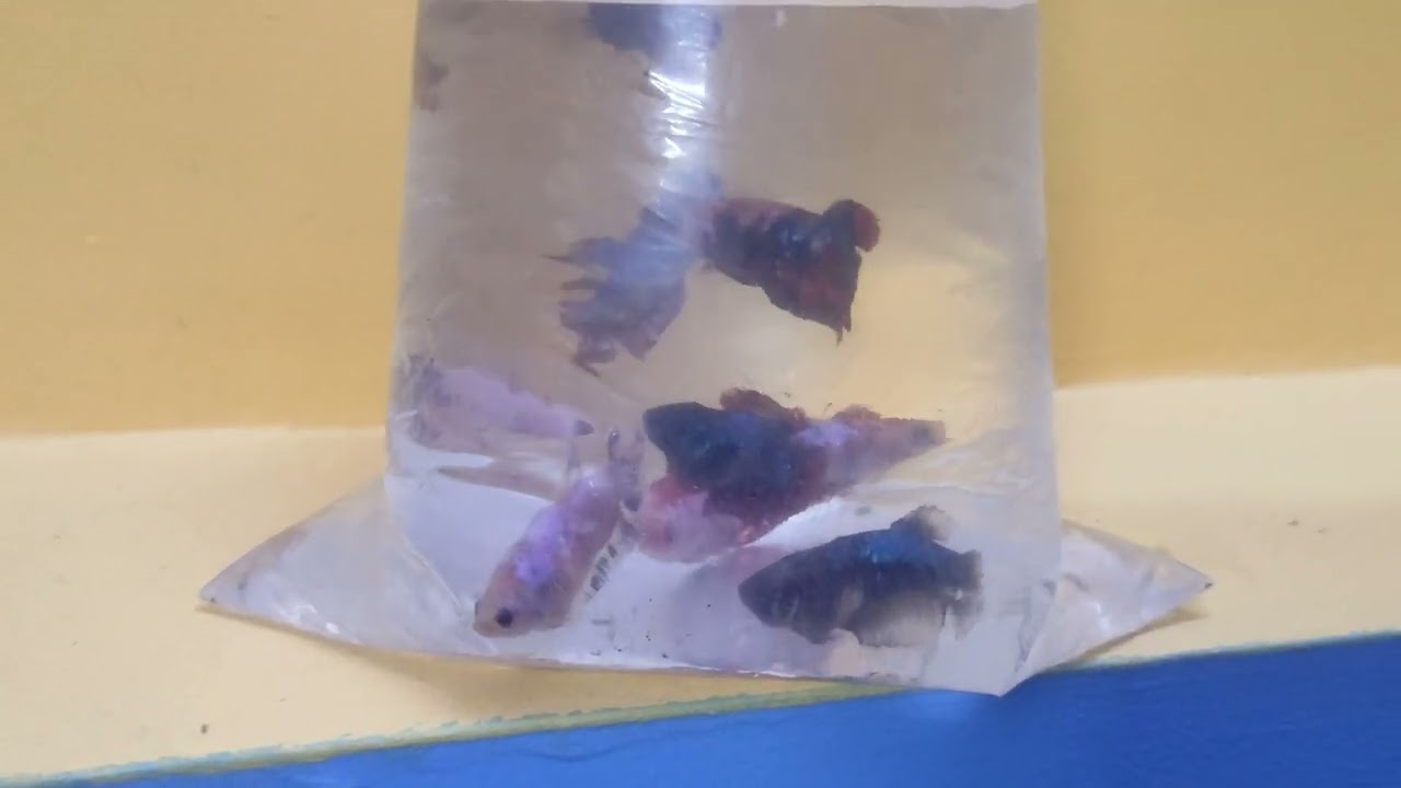 Female fancy plakats