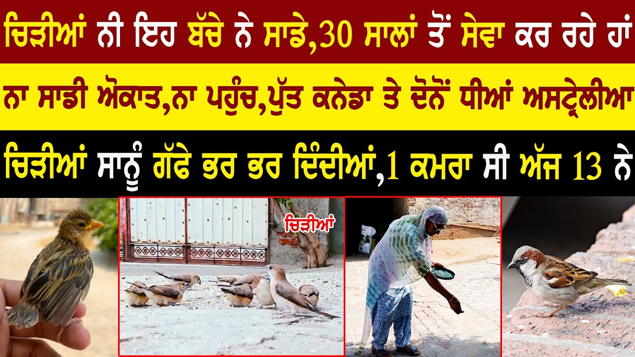 Sparrow Lower Punjabi Family | Sparrow | Panchi Premi | Animal Lover @adeebtvchannel