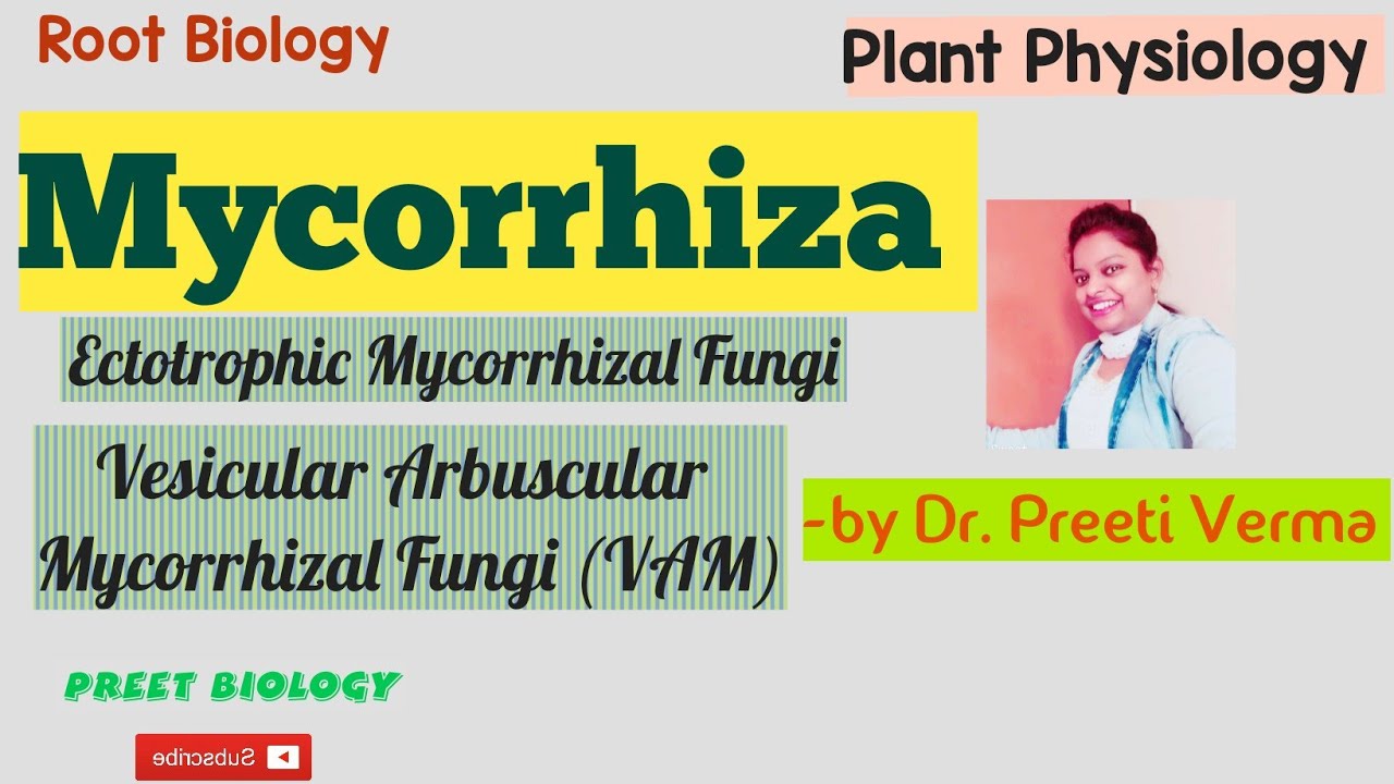 Mycorrhiza ll VAM ll Mycorrhizal fungi  ll Ectotrophic mycorrhizae ll Root Biology 