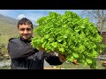 SPRING IN MY VILLAGE WITH ALL GREEN! LETTUCE WITH LAMB MEAT | RURAL MOUNTAIN LIFE