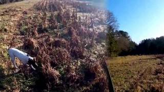 Quail Hunt Season 2015 (Devil Ribs Hunting Preserve)