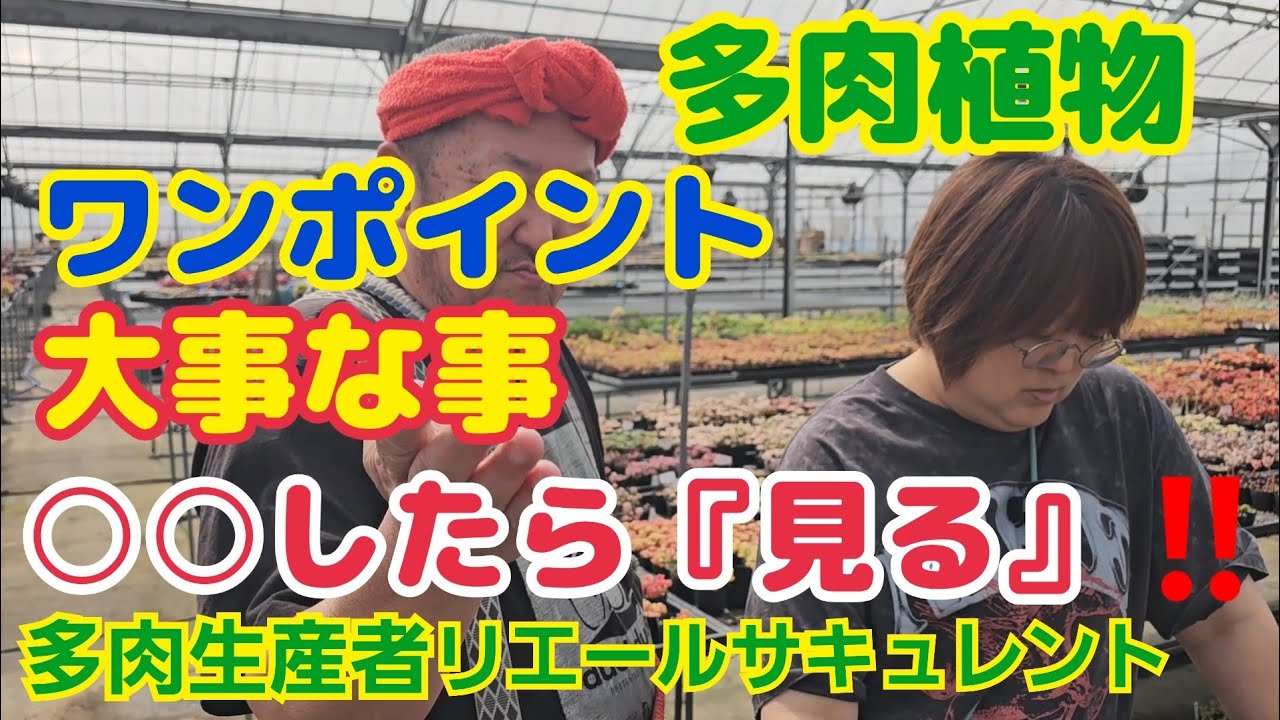 【多肉植物】【大事な事】今日のワンポイント‼️大事な事‼️○○したら『見る』‼️2026年3月7日